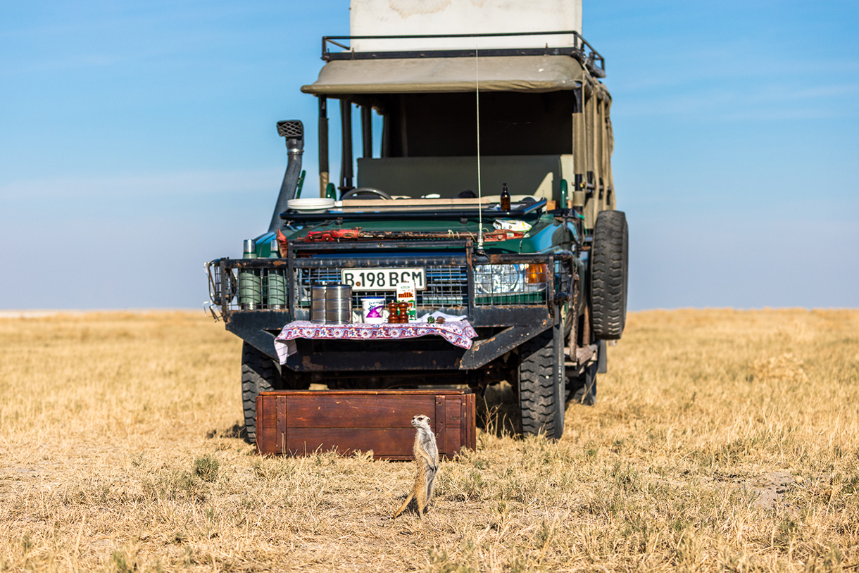 Meerkat in front of a Jack’s Camp safari vehicle